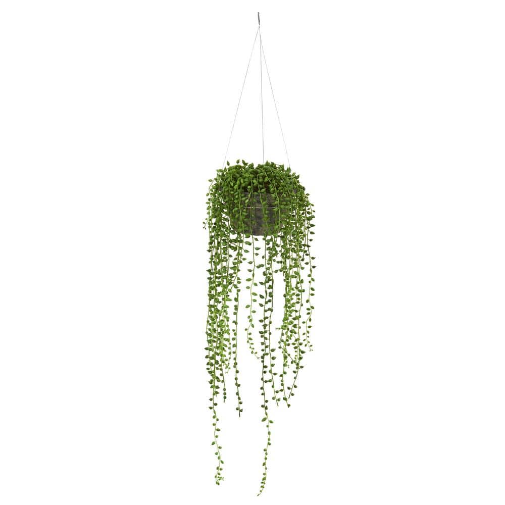 String of Pearls (Hanging Plant) - Big - Bhimtal Nursery