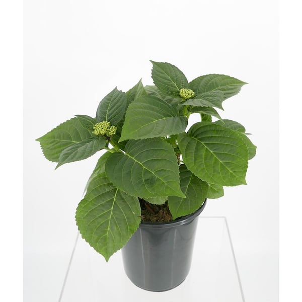 Unbranded 2.5 Qt. White Perennial Hydrangea Macrophylla