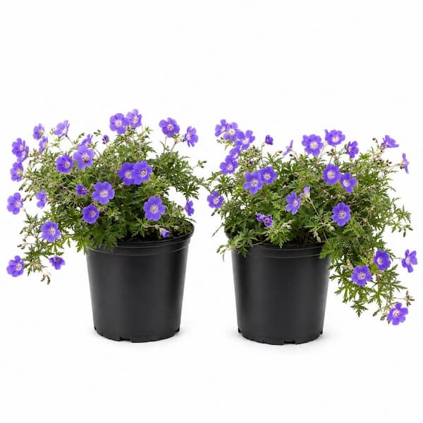 1 gal. Orion Geranium Plant – Violet-Blue Hardy Geranium Flowering Perennial (2-Pack)