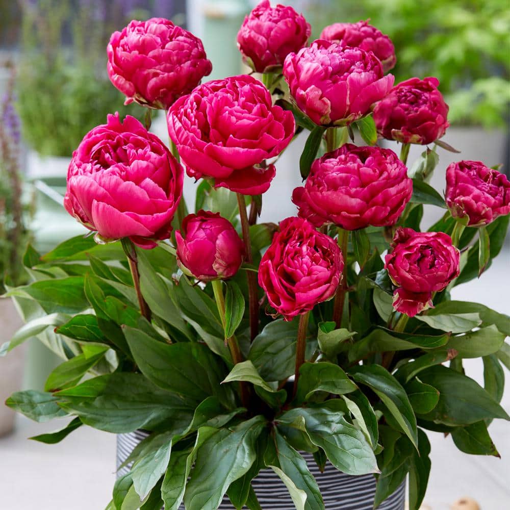 Patio Peonies London For Containers (Set of 1 Root) price history on PriceWatchPro