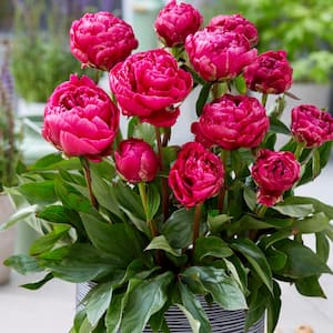 Patio Peonies London For Containers (Set of 1 Root)