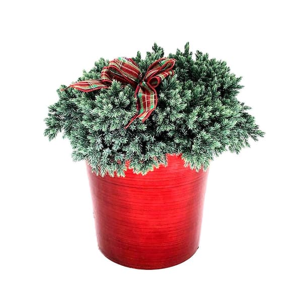 Unbranded 10 in. Holiday Blue Star Juniper Live Shrub in Red Decorative Pot and Holiday Bow