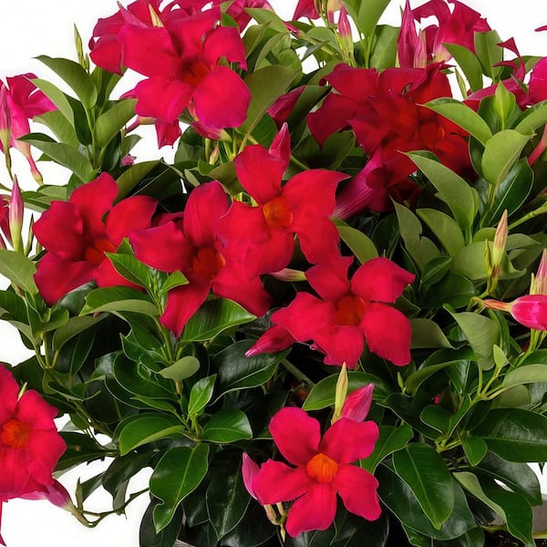 4 in. Mandevilla Plant with Red Flowers (3-Pack)