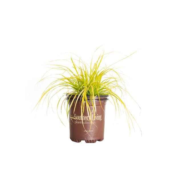 SOUTHERN LIVING 2.5 Qt. Evercolor Everillo Carex (Sedge Grass) Live Perennial with Lime Yellow Foliage