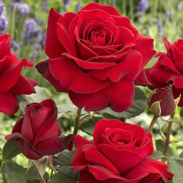 national PLANT NETWORK Bare Root Rose with Red Flowers (3-Pack