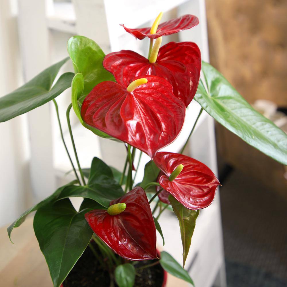 Large Anthurium Red Flamingo Flower in Red Planter
