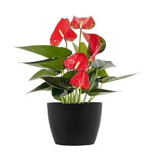 Live Red Anthurium Houseplant in 6 in. Black Eco-Friendly Sustainable Decor Pot
