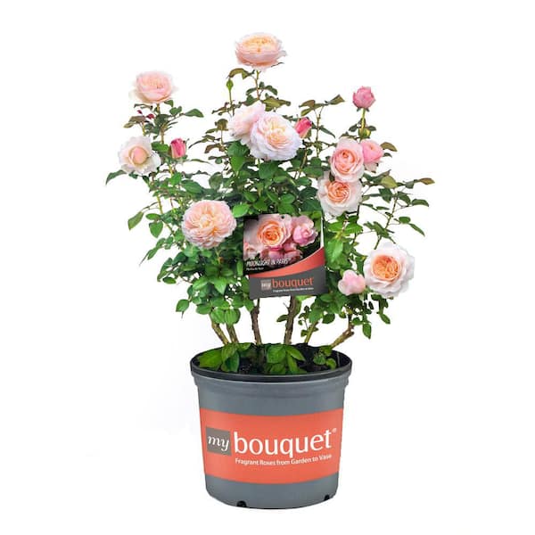 My Bouquet 2 Gal. Moonlight in Paris Rose with Apricot Flowers