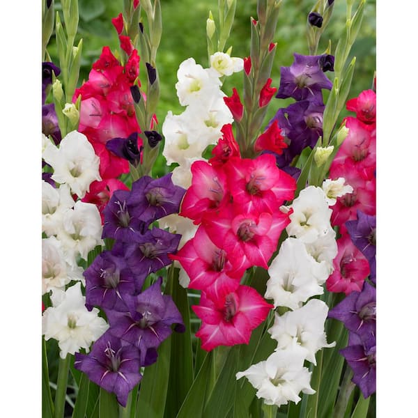 VAN ZYVERDEN Gladiolus Tropical Passion Blend Bulbs (Set of 25)