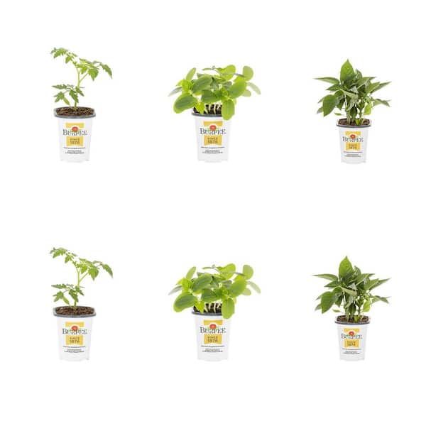1 pt. Assorted Vegetables with 2 Cherry Tomatoes, 2 Cucumbers and 2 Bell Peppers Green Edible Vegetable Plant (6-Pack)