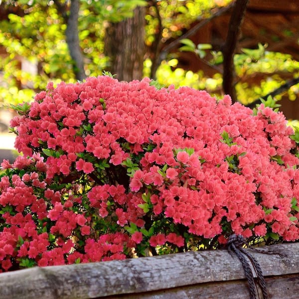 national PLANT NETWORK 2.5 Quart Azalea 'Fashion' Flowering Shrub