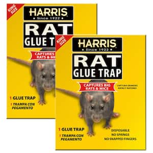 https://images.thdstatic.com/productImages/0e9edfa6-291e-45ef-a885-bb0dca5c8bcc/svn/harris-traps-2king-rat-64_300.jpg