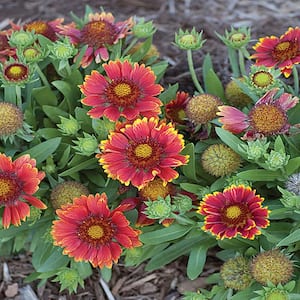 2.5 Qt. Spintop Yellow Halo Blanket Flowers Plant