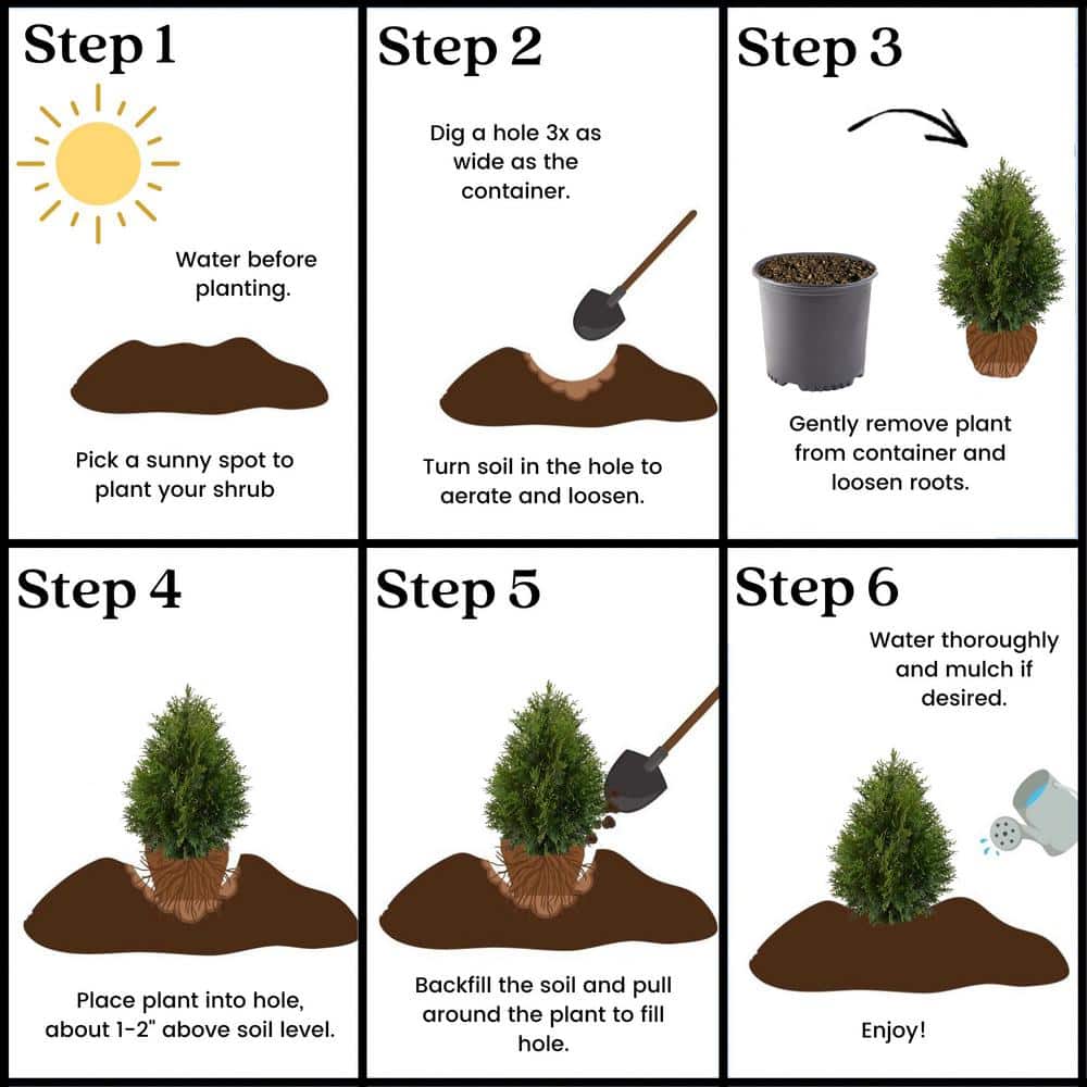 2.25 Gallon Green Giant Arborvitae Live Evergreen Shrub