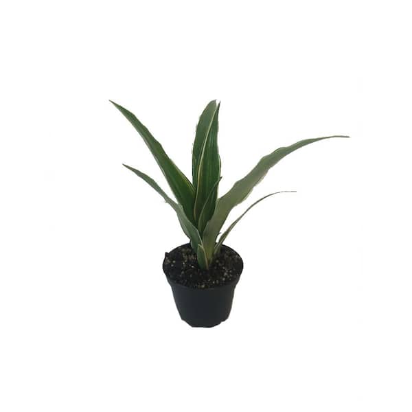 Vigoro 0.06 qt. Dracaena Draceana Plant in Grower Pot
