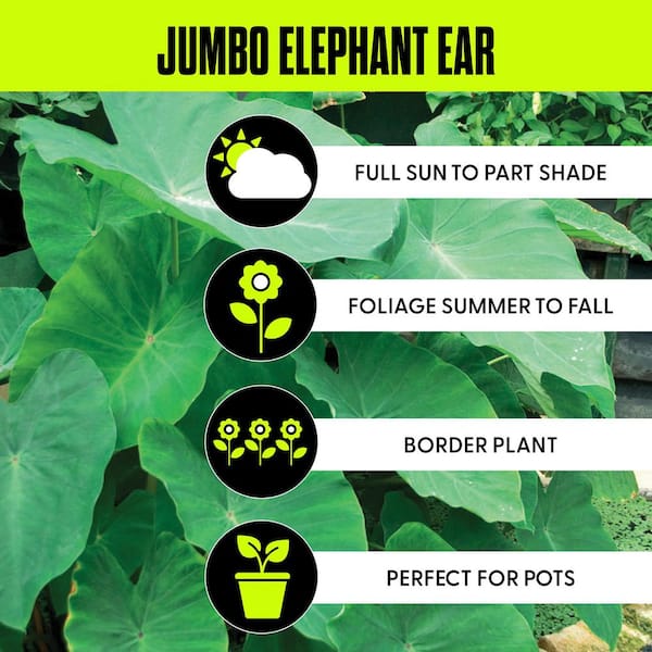 Jumbo Elephant Ear Bulbs (6-Pack)