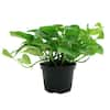 Golden Pothos 6 in. Grower Pot