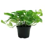 Golden Pothos Indoor Plant in 6 in. Grower Pot, Avg. Shipping Height 1-2 ft. Tall
