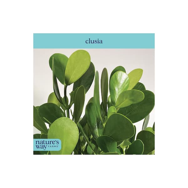 frosted glass planter HKliving Flower pot glass main image 1