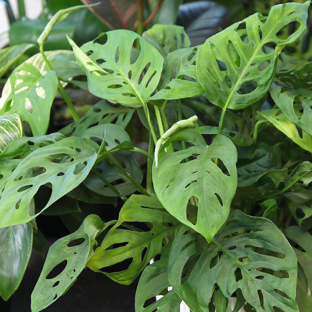 Large Monstera Adansonii in White Planter