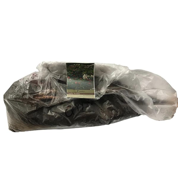 Bareroot Black Beauty Peony Plant