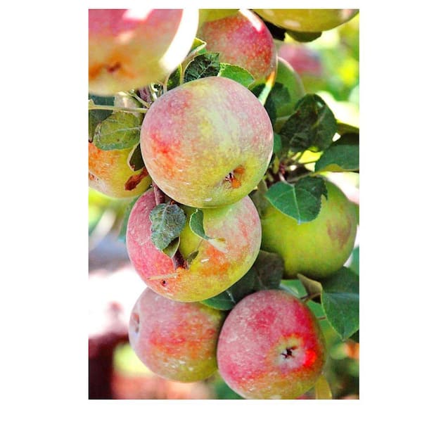 7 Gal. McIntosh Apple Tree APPMCI07G - The Home Depot
