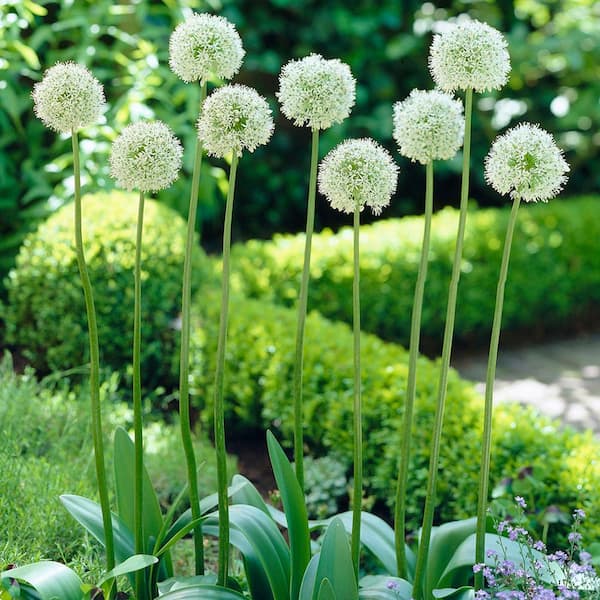 VAN ZYVERDEN Allium Mount Everest Set of 3 Bulbs