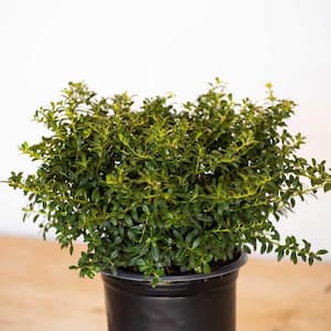2.5 Gal - Soft Touch Holly(Ilex), Live Evergreen Shrub, Finely Textured Green Foliage