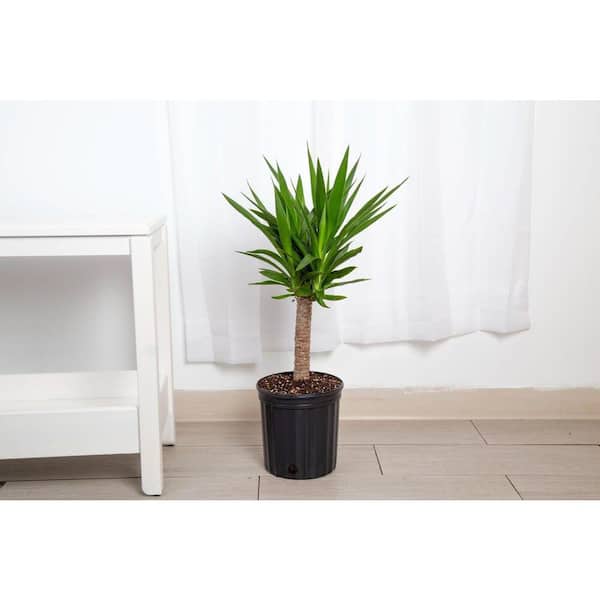 Costa Farms 10in Yucca Cane Foliage 1 Cane Plant in a Growers Pot