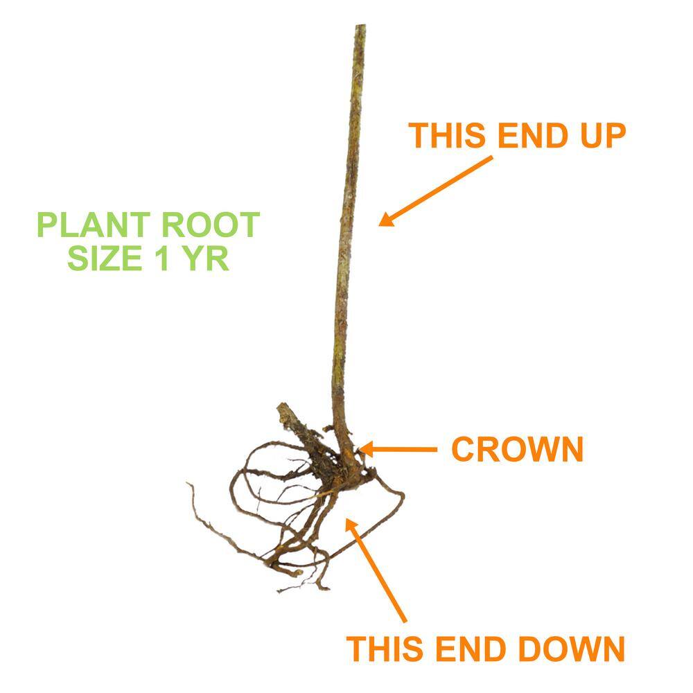 33-Inch Packaged Dwarf Thornless Blackberry Plant for Full Sun
