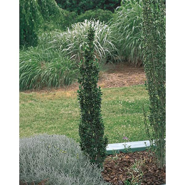 1 Gal. Sky Pencil Holly (Ilex Crenata) Live Evergreen Shrub with Dark Green Foliage