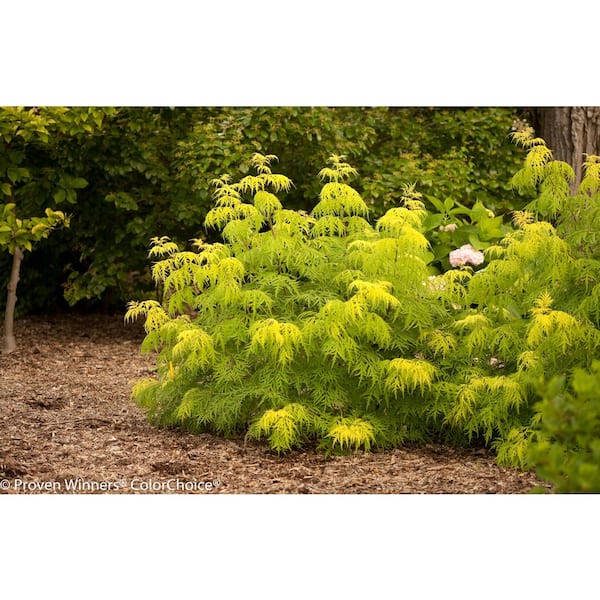 PROVEN WINNERS 2 Gal. Lemony Lace Elderberry (Sambucus) Bright Yellow ...