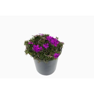 Perennial Phlox Subulata Spring Purple 2.5 Qt. - 4-Pack