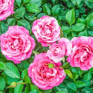Parade Day Grandiflora Rose, Dormant Bare Root Plant with Pink and White Color Flowers (1-Pack)