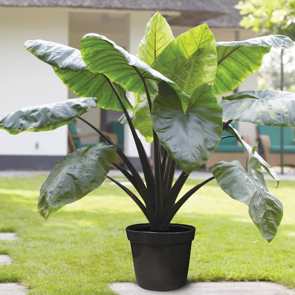 VAN ZYVERDEN Van Zyverden Goth Patio Gardening Elephant Ear Black Stem Kit with 12 in. Decorative Planter, Set of 1 Bulb
