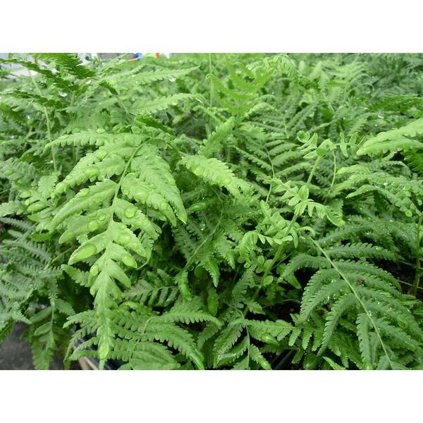 Wekiva Foliage Southern Shield Fern-5 Live Plants in 4 in. Grower's Pots-thelypteris Kunthii-Exotic Easy Care Textured Ferns