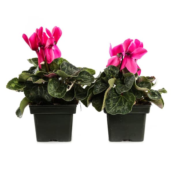 Unbranded 1.21-Pint Light Pink Cyclamen Latinia in 4 in. Pot (2-Pack)