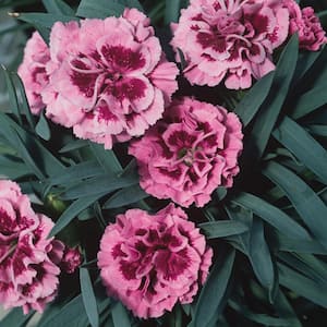 #5 1 Qt. Pink Kisses Dianthus Perennial Plant with Pink Flowers