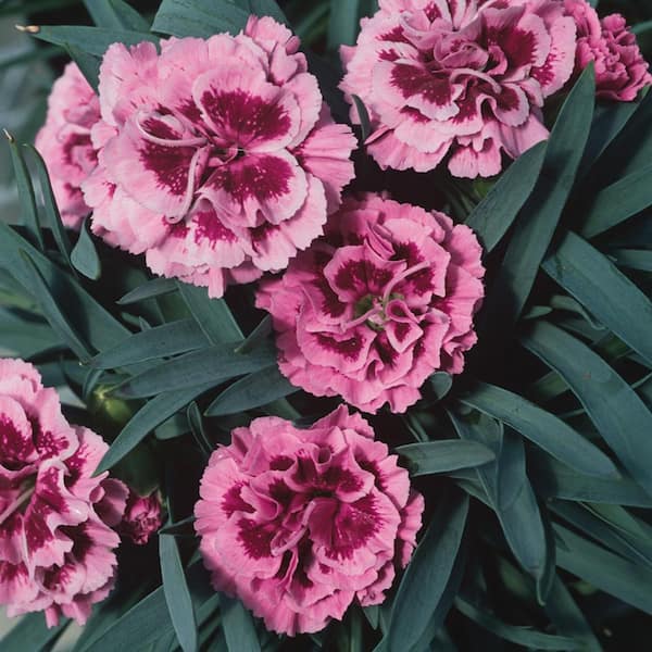 METROLINA GREENHOUSES #5 1 Qt. Pink Kisses Dianthus Perennial Plant with Pink Flowers