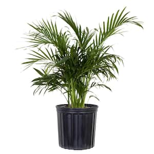 Cat Palm Chamaedorea cataractarum Plant in 9.25 inch Grower Pot