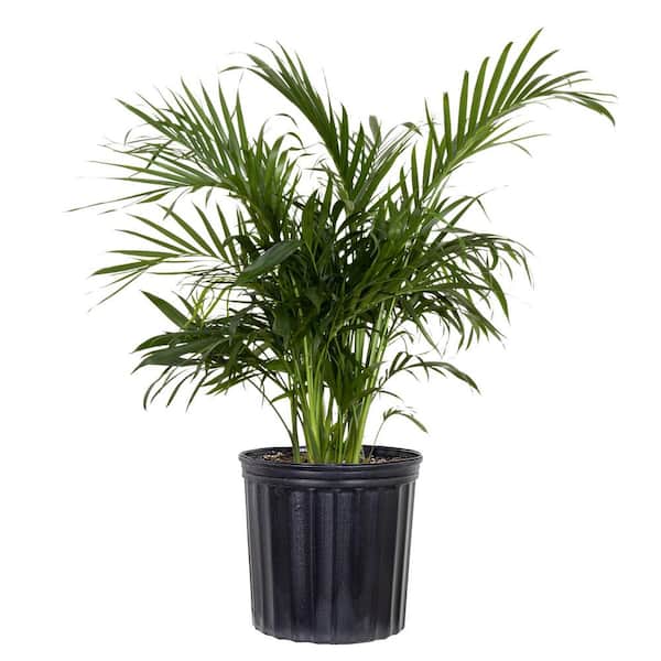 Cat Palm Chamaedorea cataractarum Plant in 9.25 inch Grower Pot