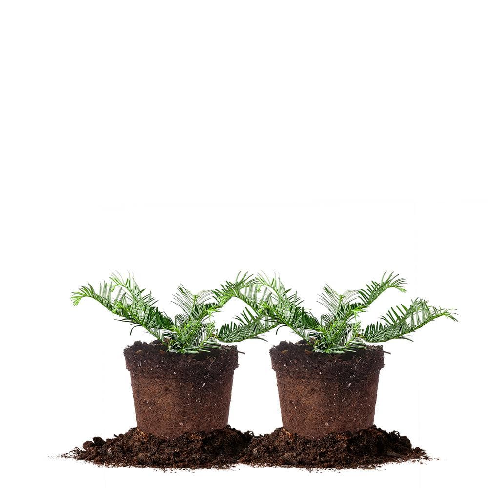 1 Gal. Spreading Yew Shrub (2-Pack)