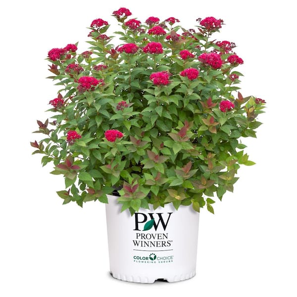 2 Gal. Double Play Doozie (Spirea) Live Shrub with Pink Flowers