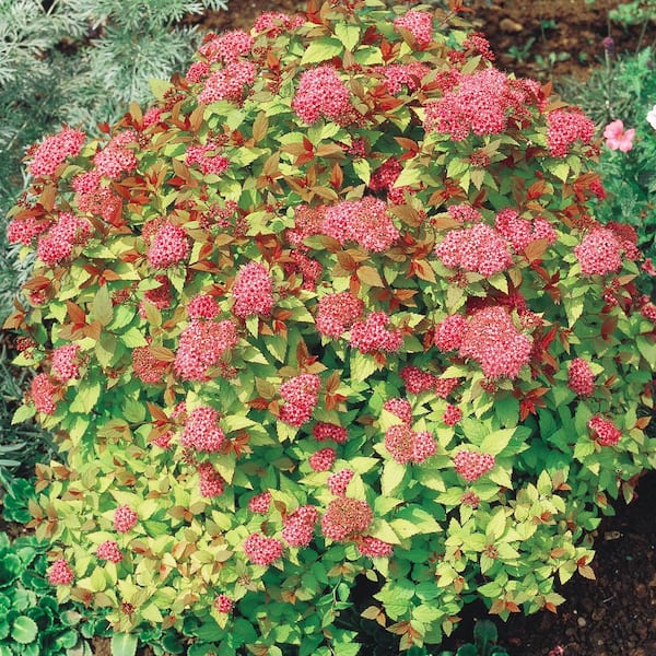 Spring Hill Nurseries 1 Gal. Pot, Neon Flash Spirea, Potted Deciduous Flowering Shrub (1-Pack)