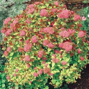 2.50 Qt. Pot, Neon Flash Spirea Shrub, Live Potted Deciduous Flowering Plant (1-Pack)