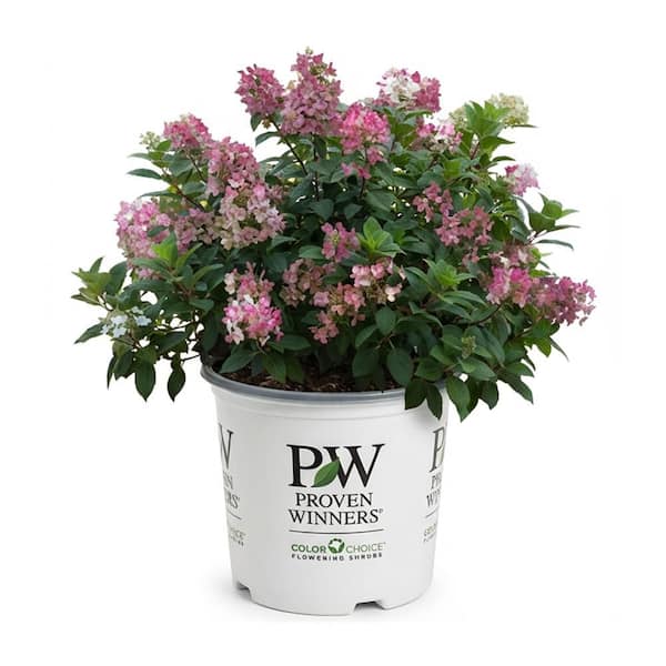 2 Gal. Little Quickfire Hydrangea (Paniculata) Live Flowering Shrub Plant, White to Pink-Red Flowers