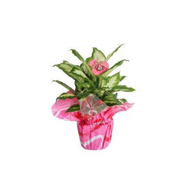 6 in. Dumb Cane Dieffenbachia Plant in Wrap and Pick