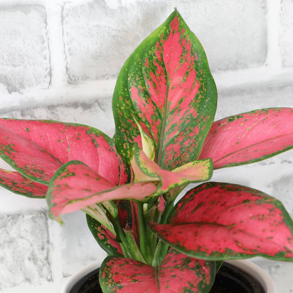 Aglaonema Beauty Pink and Green 18" Indoor Plant in Black Plastic Pot