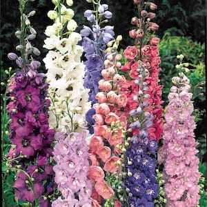 Multi-Color Flowering Delphinium Mixture Dormant Bare Root Perennial Starter Plant Roots (5-Pack)