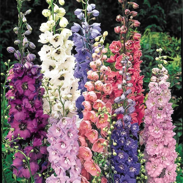 Multi-Color Flowering Delphinium Mixture Dormant Bare Root Perennial Starter Plant Roots (5-Pack)